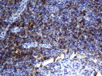CD4 Antibody in Immunohistochemistry (Paraffin) (IHC (P))