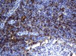 CD4 Antibody in Immunohistochemistry (Paraffin) (IHC (P))