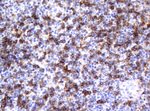 CD4 Antibody in Immunohistochemistry (Paraffin) (IHC (P))
