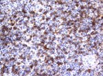 CD4 Antibody in Immunohistochemistry (Paraffin) (IHC (P))