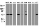 CD4 Antibody in Western Blot (WB)