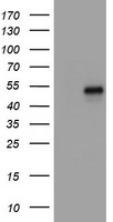 CD4 Antibody in Western Blot (WB)