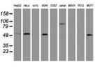 CD4 Antibody in Western Blot (WB)