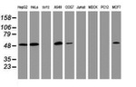 CD4 Antibody in Western Blot (WB)