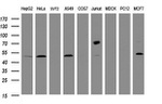 CD4 Antibody in Western Blot (WB)
