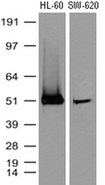 CD4 Antibody in Western Blot (WB)