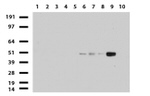 CD4 Antibody in Western Blot (WB)
