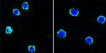 CD40 Monoclonal Antibody (9G10)