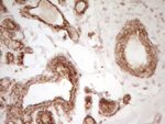 CD40 Antibody in Immunohistochemistry (Paraffin) (IHC (P))