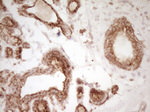 CD40 Antibody in Immunohistochemistry (Paraffin) (IHC (P))