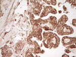 CD40 Antibody in Immunohistochemistry (Paraffin) (IHC (P))