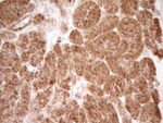 CD40 Antibody in Immunohistochemistry (Paraffin) (IHC (P))