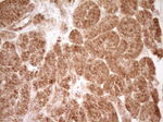 CD40 Antibody in Immunohistochemistry (Paraffin) (IHC (P))
