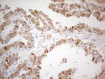 CD40 Antibody in Immunohistochemistry (Paraffin) (IHC (P))