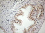 CD40 Antibody in Immunohistochemistry (Paraffin) (IHC (P))