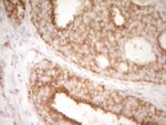 CD40 Antibody in Immunohistochemistry (Paraffin) (IHC (P))