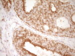 CD40 Antibody in Immunohistochemistry (Paraffin) (IHC (P))