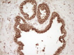 CD40 Antibody in Immunohistochemistry (Paraffin) (IHC (P))