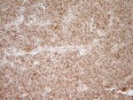CD40 Antibody in Immunohistochemistry (Paraffin) (IHC (P))