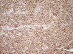 CD40 Antibody in Immunohistochemistry (Paraffin) (IHC (P))
