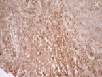 CD40 Antibody in Immunohistochemistry (Paraffin) (IHC (P))