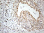 CD40 Antibody in Immunohistochemistry (Paraffin) (IHC (P))