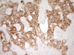 CD40 Antibody in Immunohistochemistry (Paraffin) (IHC (P))