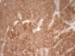 CD40 Antibody in Immunohistochemistry (Paraffin) (IHC (P))