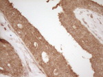 CD40 Antibody in Immunohistochemistry (Paraffin) (IHC (P))
