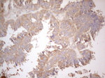 CD40 Antibody in Immunohistochemistry (Paraffin) (IHC (P))