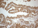 CD40 Antibody in Immunohistochemistry (Paraffin) (IHC (P))