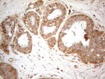 CD40 Antibody in Immunohistochemistry (Paraffin) (IHC (P))