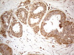 CD40 Antibody in Immunohistochemistry (Paraffin) (IHC (P))