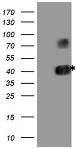CD40 Antibody in Western Blot (WB)