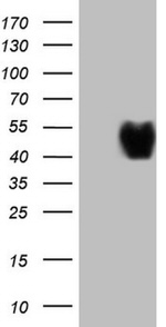 CD40 Antibody in Western Blot (WB)
