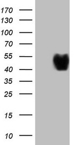 CD40 Antibody in Western Blot (WB)