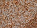CD44 Antibody in Immunohistochemistry (Paraffin) (IHC (P))