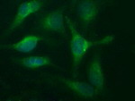 CD44 Antibody in Immunocytochemistry (ICC/IF)