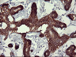 CD44 Antibody in Immunohistochemistry (Paraffin) (IHC (P))