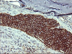 CD44 Antibody in Immunohistochemistry (Paraffin) (IHC (P))