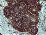 CD44 Antibody in Immunohistochemistry (Paraffin) (IHC (P))