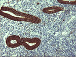 CD44 Antibody in Immunohistochemistry (Paraffin) (IHC (P))