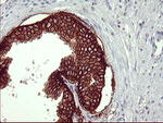 CD44 Antibody in Immunohistochemistry (Paraffin) (IHC (P))