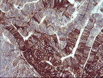 CD44 Antibody in Immunohistochemistry (Paraffin) (IHC (P))