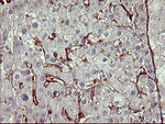 CD44 Antibody in Immunohistochemistry (Paraffin) (IHC (P))
