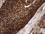 CD44 Antibody in Immunohistochemistry (Paraffin) (IHC (P))