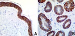 CD44 Antibody in Immunohistochemistry (Paraffin) (IHC (P))