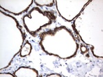 CD44 Antibody in Immunohistochemistry (Paraffin) (IHC (P))