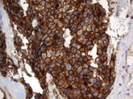 CD44 Antibody in Immunohistochemistry (Paraffin) (IHC (P))