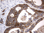 CD44 Antibody in Immunohistochemistry (Paraffin) (IHC (P))